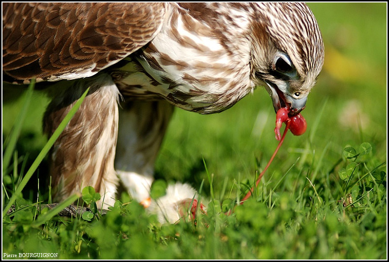 Faucon sacré mâle (falco cherug) par Pierre BOURGUIGNON