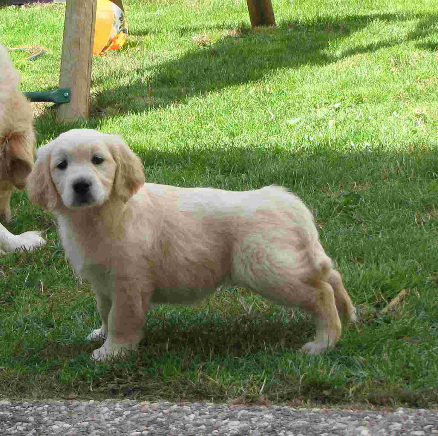 Gavroche