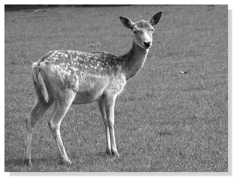 hebergeur image