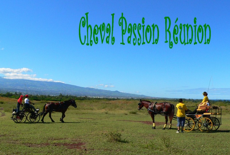 Cheval Passion Réunion