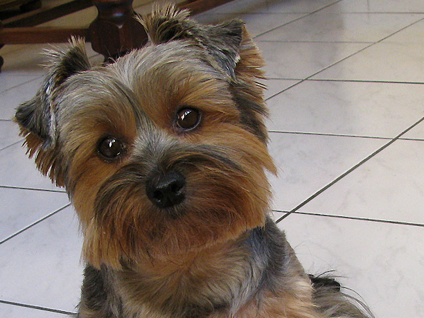 hebergeur image