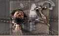 Hebergement gratuit d'image et photo