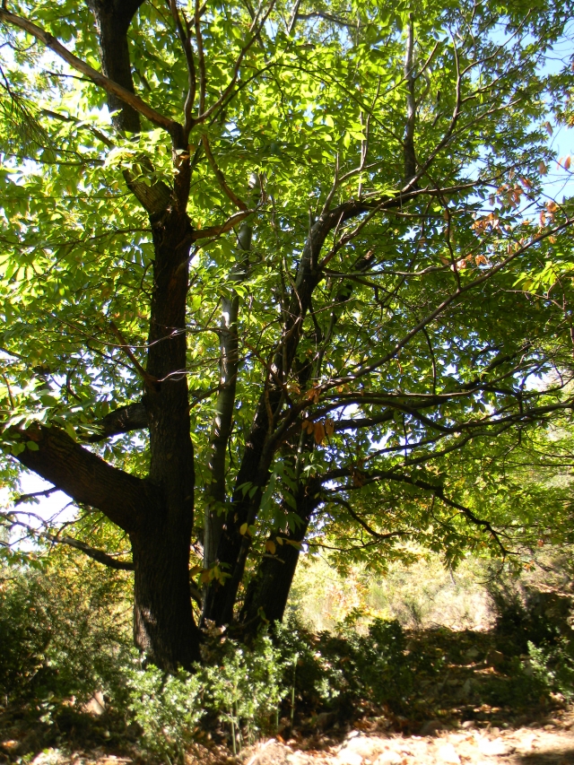 hebergeur image
