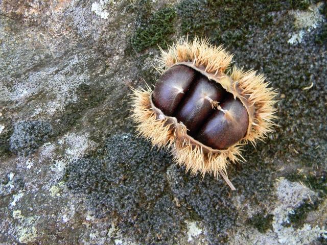 hebergeur image