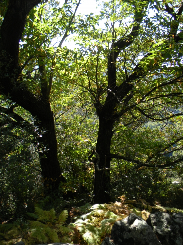 hebergeur image