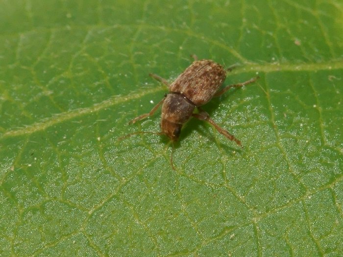 [Araecerus fasciculatus] petit coléo marron sur chèvrefeuille Le Monde des insectes