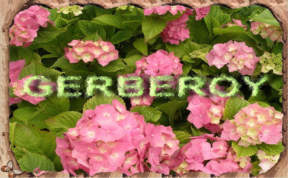 hebergeur image