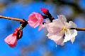 cerisier-japon-573118