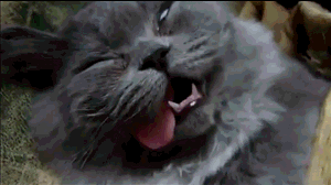 http://nsm05.casimages.com/img/2011/12/29//1112290514541007849231956.gif