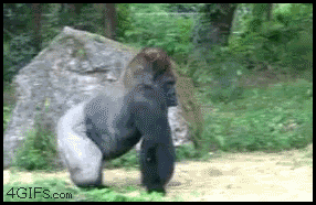 http://nsm05.casimages.com/img/2011/12/29//1112290549481007849232225.gif