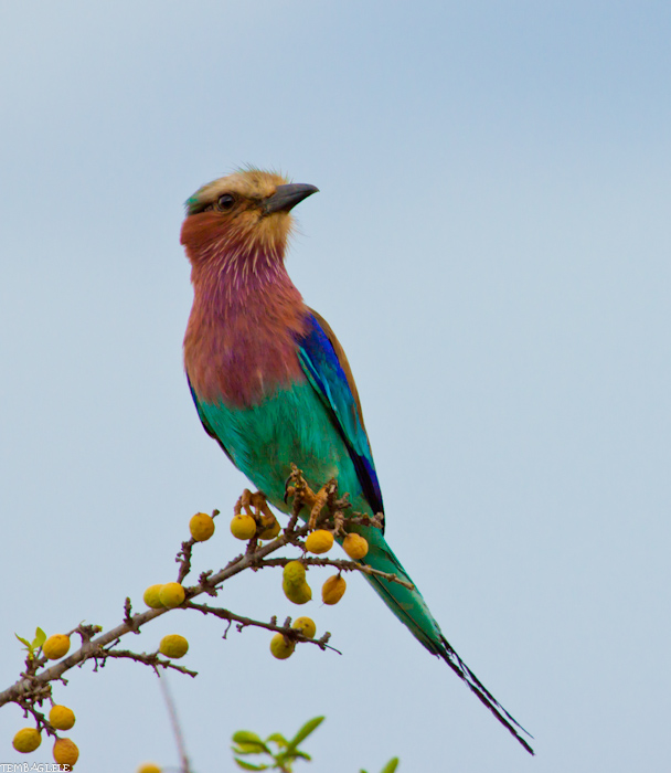 quelques-oiseaux-du-kenya-animaux-forum-photo-pose-partage