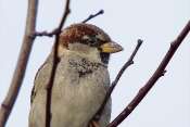 Moineau