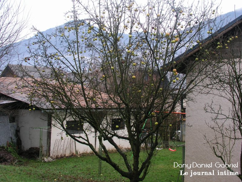 pommier hiver 2012 savoie alpes france