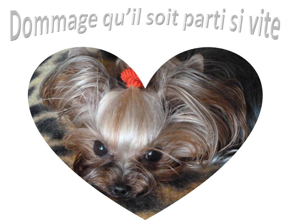 hebergeur image