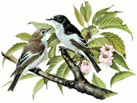 hebergeur image