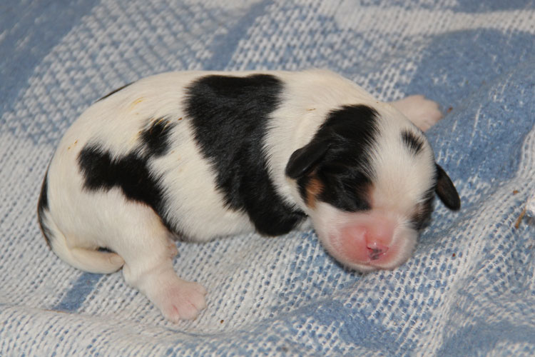 hebergeur image