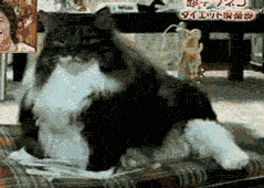 http://nsm05.casimages.com/img/2012/04/04//1204040500521007849672658.gif