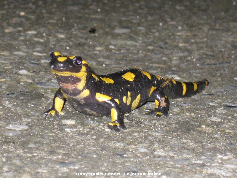 salamandre alpes savoie france