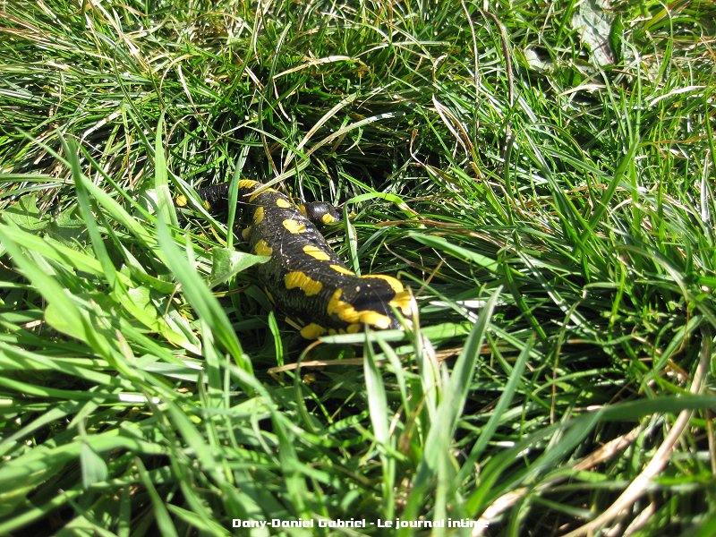 salamandre alpes savoie france