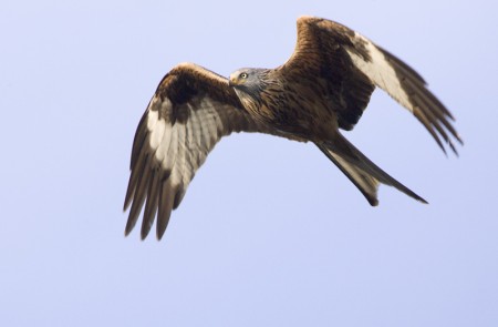 hebergeur image