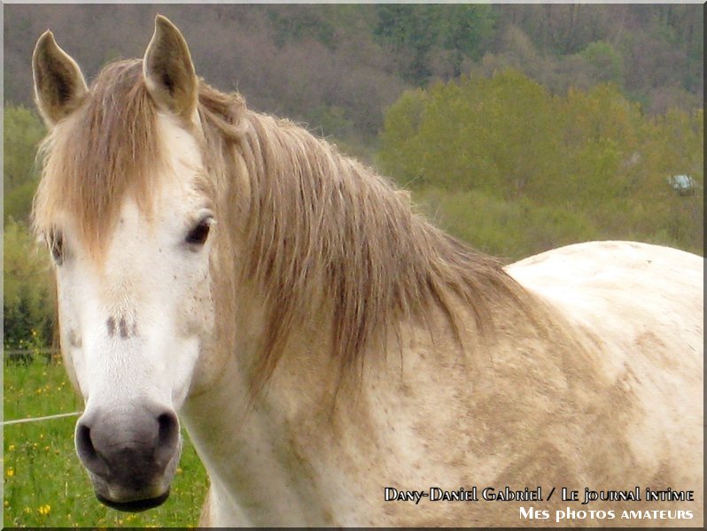 photo cheval rhones alpes savoie france