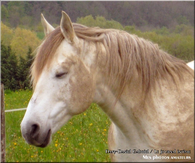 photo cheval rhones alpes savoie france