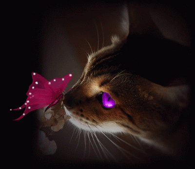 http://nsm05.casimages.com/img/2012/04/25//1204250941331463559764102.gif