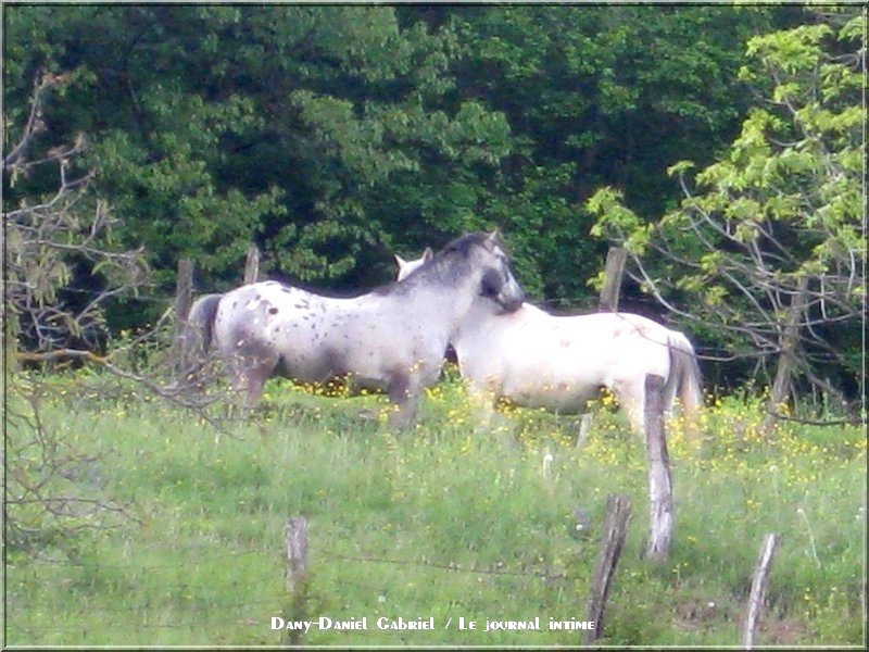 chevaux plaine alpes france savoie photographie