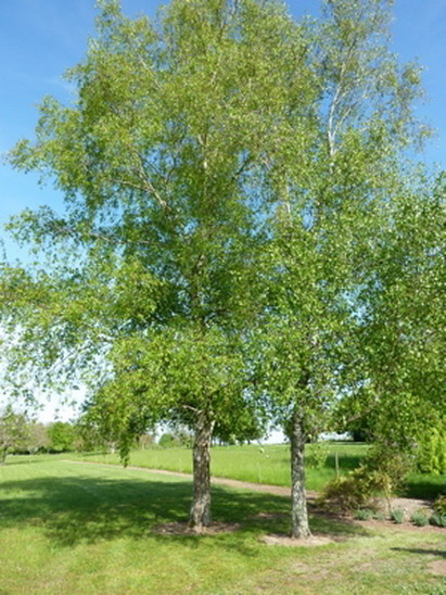 hebergeur image
