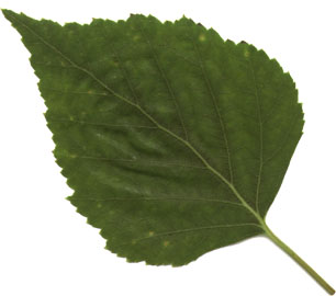 hebergeur image