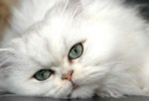 chat-persan-blanc