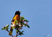Oiseaux