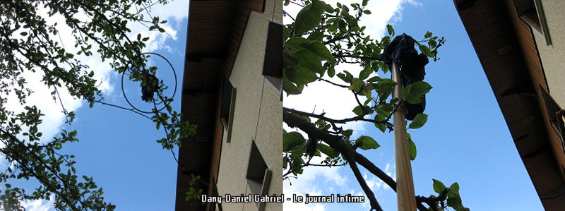 calecon a un arbre