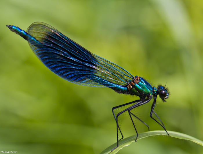 Ma Petite Série Sur Une Lubellule Bleue - Macrophotographie Et ...