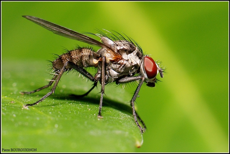 Mouche domestique (musca domestica) par Pierre BOURGUIGNON, photographe animalier