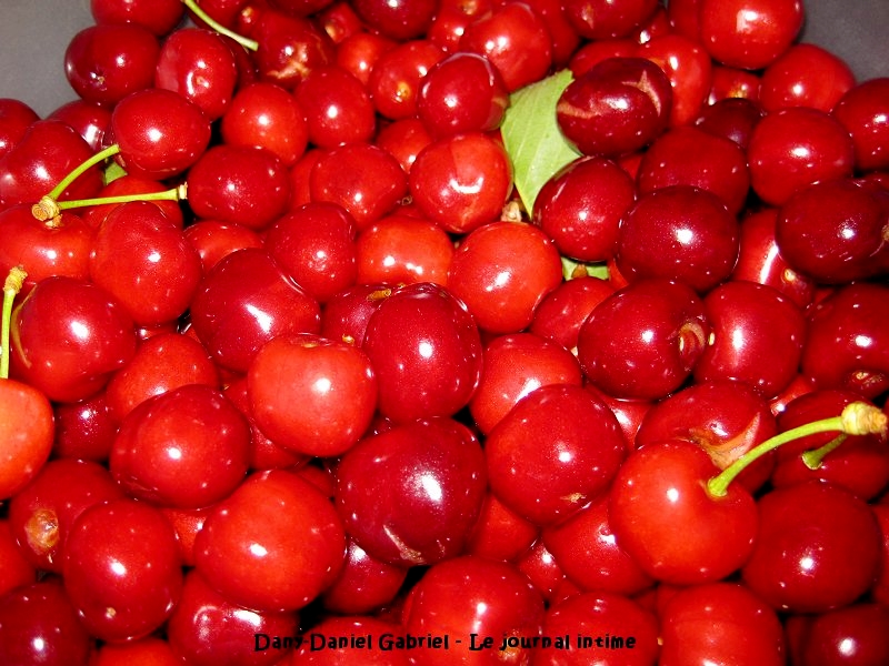 cerise burlat photographie