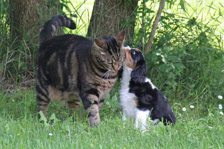 hebergeur image