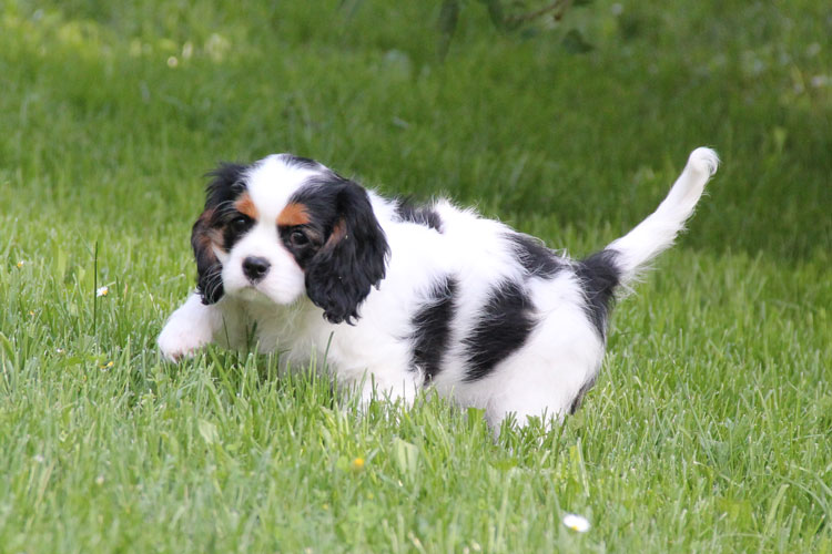hebergeur image