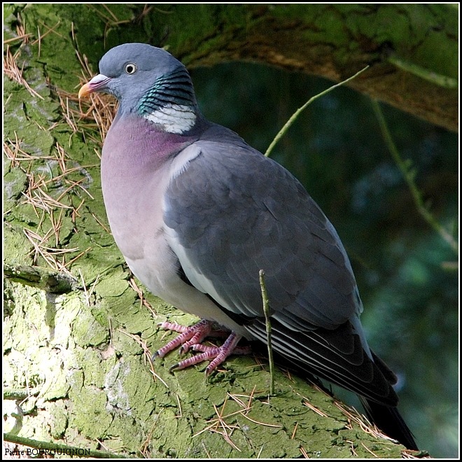Pigeon ramier / Palombe (Columba palumbus) par Pierre BOURGUIGNON, photographe animalier, Belgique
