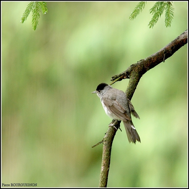 Pigeon ramier / Fauvette � t�te noire (Sylvia atricapilla) par Pierre BOURGUIGNON, photographe animalier