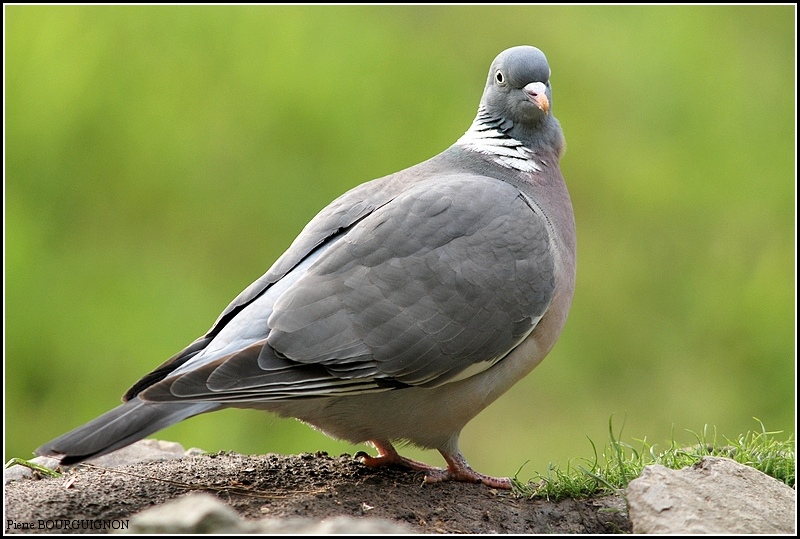 Palombe ou Pigeon ramier (Columba palumbus) par Pierre BOURGUIGNON, photographe animalier, Belgique