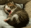 http://nsm05.casimages.com/img/2012/06/20//12062009185010078410008756.gif