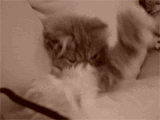 http://nsm05.casimages.com/img/2012/06/20//12062009210410078410008776.gif