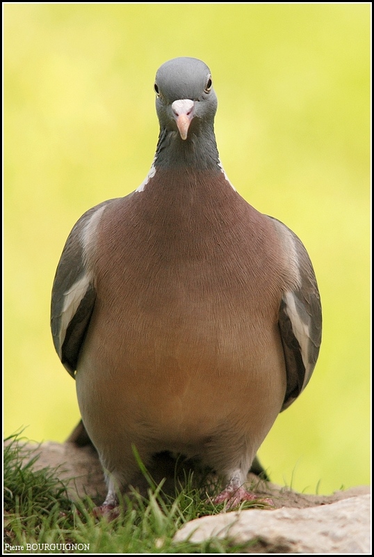 Pigeon ramier / Palombe (Columba palumbus) par Pierre BOURGUIGNON, photographe animalier belge
