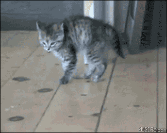 http://nsm05.casimages.com/img/2012/07/06//12070602583310078410068889.gif