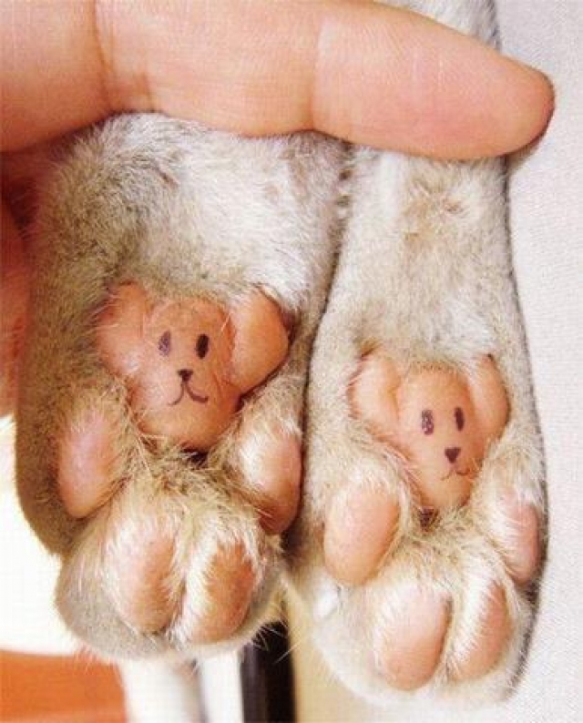 Tendresse bear dans p) 30 MILLIONS D'AMIS 1207180140036738310117742