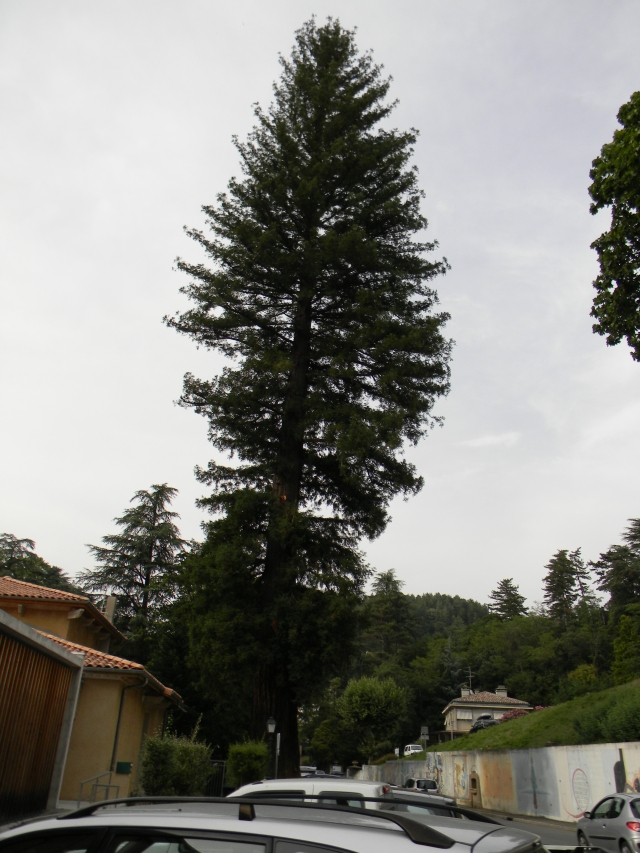 Les 2 Séquoias du parc de Vals-les-Bains en Ardèche dans t) L'ARDECHE MOUN POI 1207280218166738310150571