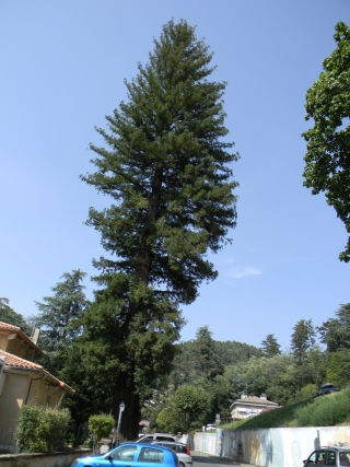 Les 2 Séquoias du parc de Vals-les-Bains dans a) L'ARDECHE 12072804380115299610151104