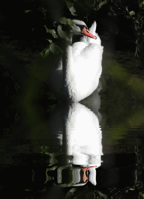 hebergeur image