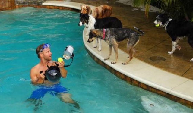 Chiens sous l'eau. dans t) L'ARDECHE MOUN POI 12100911515315299610414070